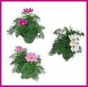 Afbeelding van EJ Cosmos Bipinatus Divers